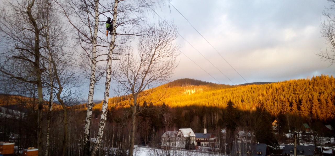 Wycinka sekcyjna drzewa